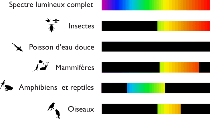 Odoo image et bloc de texte